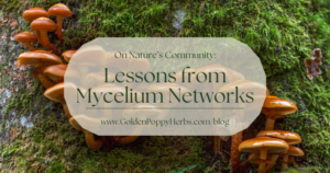 On Nature’s Community: Lessons from Mycelium Networks
