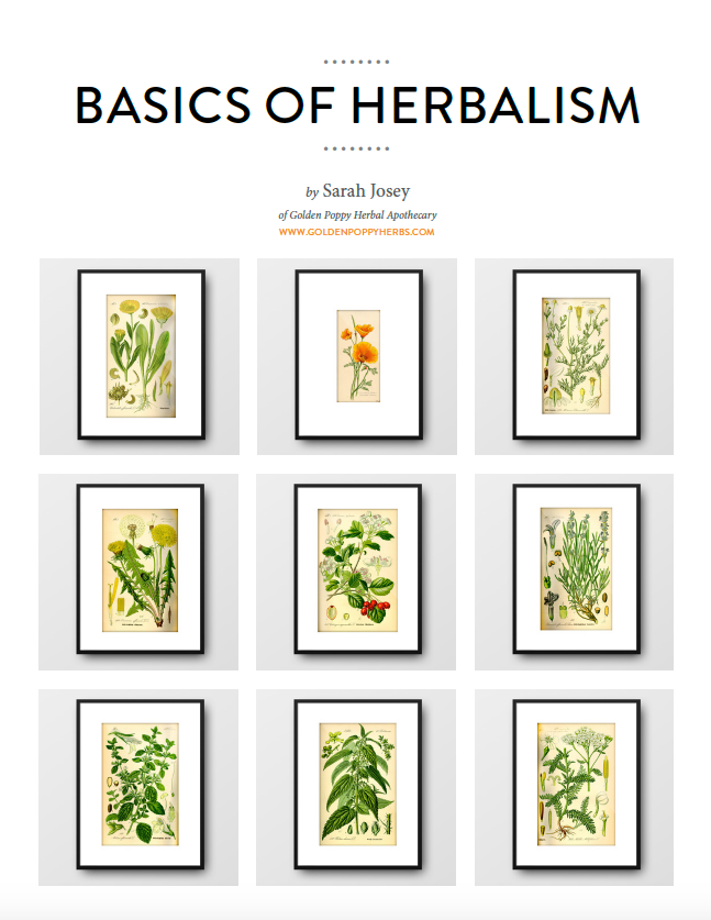 Basics of Herbalism eBook: A Beginner’s Guide to Plant Medicine eBook