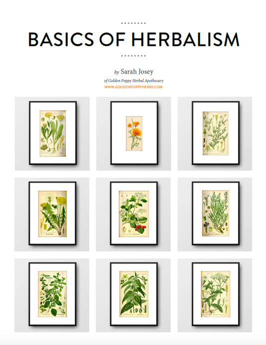 Basics of Herbalism eBook: A Beginner’s Guide to Plant Medicine eBook