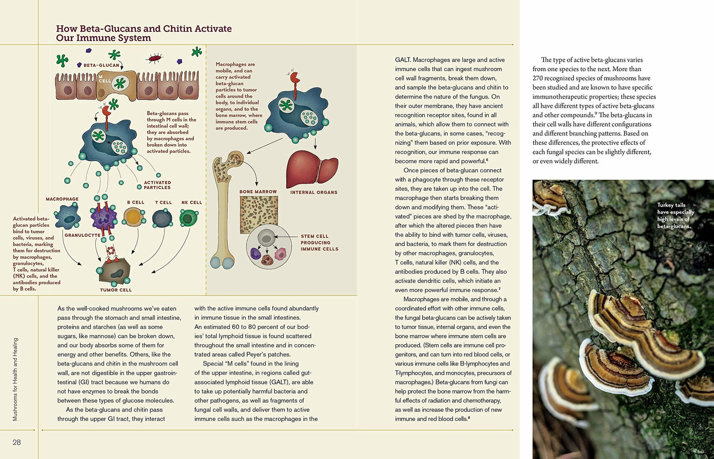 Christopher Hobbs's Medicinal Mushrooms The Essential Guide