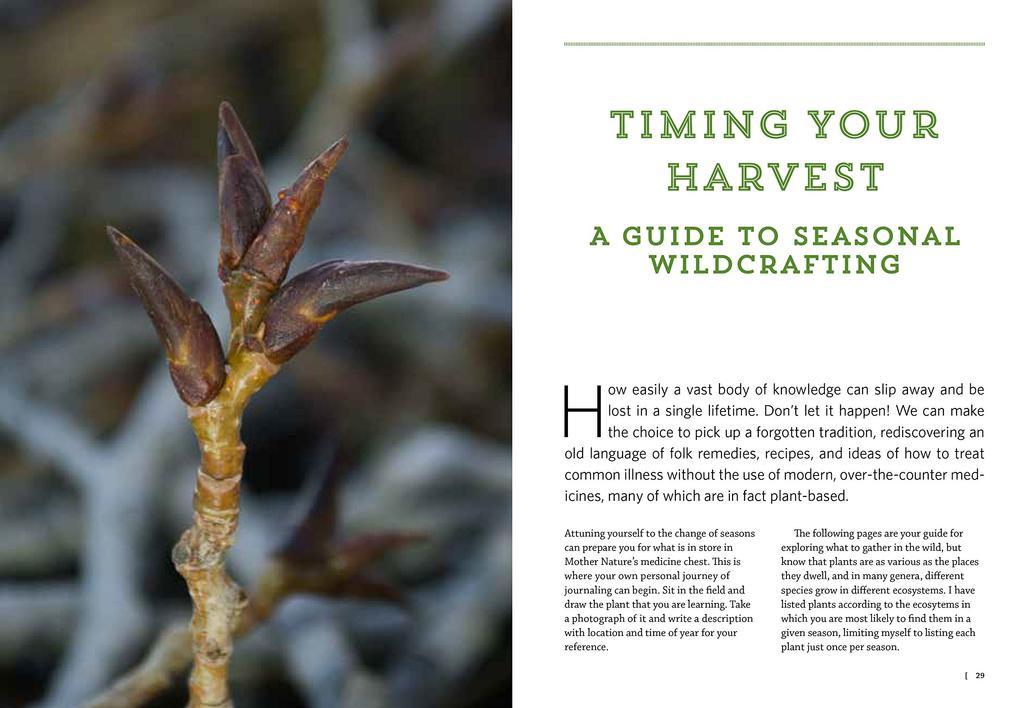 Mountain States Medicinal Plants - Briana Wiles