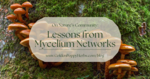 On Nature’s Community: Lessons from Mycelium Networks 