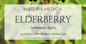 Elderberry Materia Medica