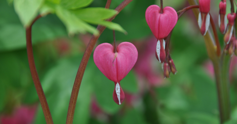 Herbalism to Open the Heart