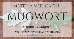 Mugwort Materia Medica