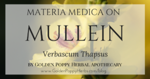 Mullein Materia Medica