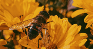 Honoring & Supporting Pollinators