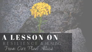 A lesson on Resilience & Healing from our Plant Allies