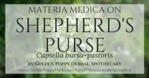 Shepherd's Purse