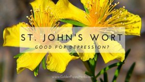 St. John's Wort