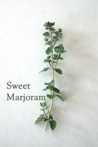 Sweet Marjoram Essential Oil