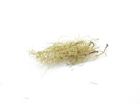 Usnea, Wild-crafted, bulk/oz