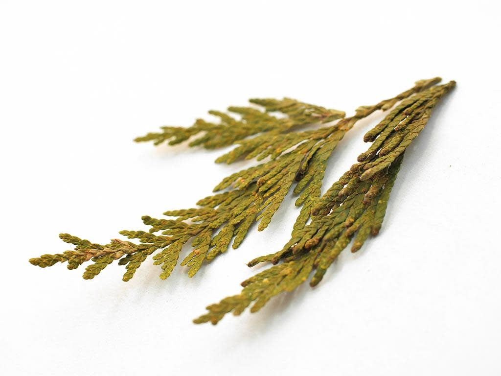 Cedar Tips, Western Red bulk/oz – Golden Poppy Herbal Apothecary