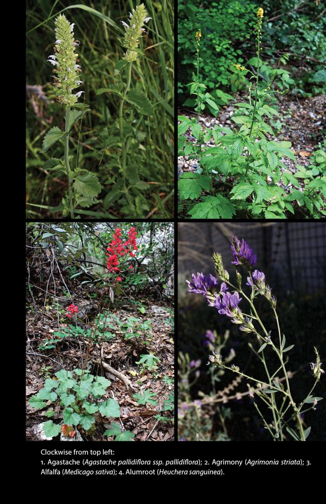 Medicinal Plants of the Western Mountain States - Charles Kane