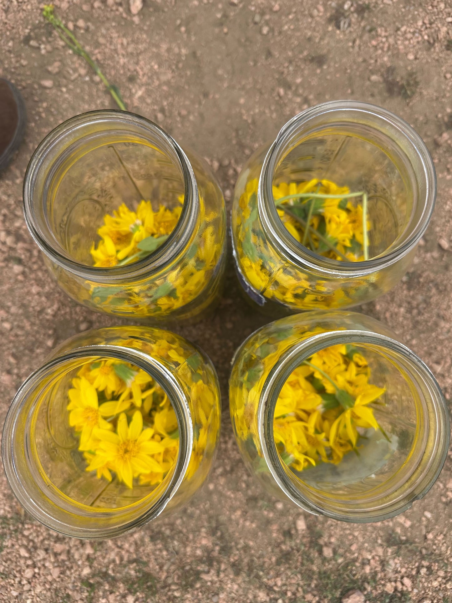 Arnica Flower Infused Olive Oil, Wildcrafted, 1oz bottle
