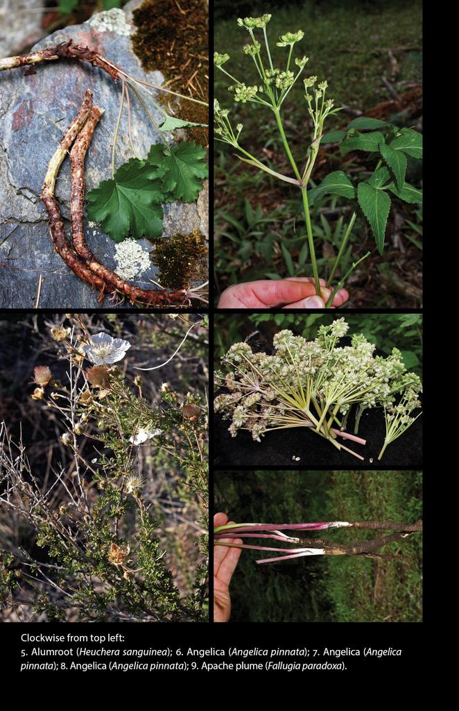 Medicinal Plants of the Western Mountain States - Charles Kane