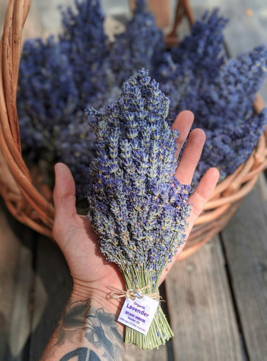 Lavender Bundle - Organic (Wildcat Gardens)